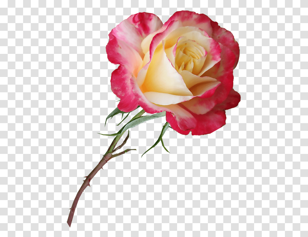 Rose Stem Flower Perfume Bloom Plant Garden Cvetok Rozi, Blossom, Geranium, Petal Transparent Png