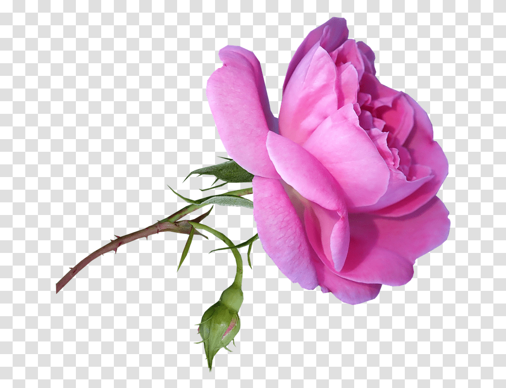 Rose Stem Garden Roses, Flower, Plant, Blossom, Petal Transparent Png