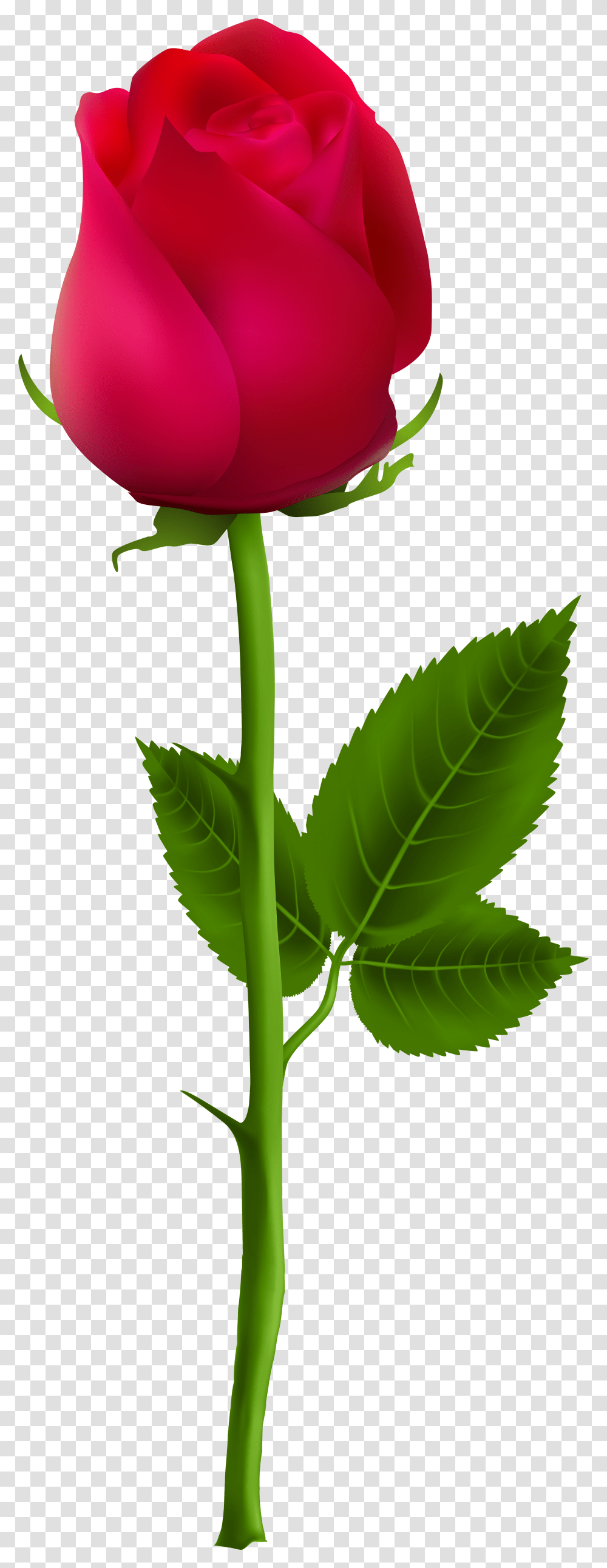 Rose Stem Graphic Beautiful Rose Single Flower, Leaf, Plant, Blossom, Petal Transparent Png