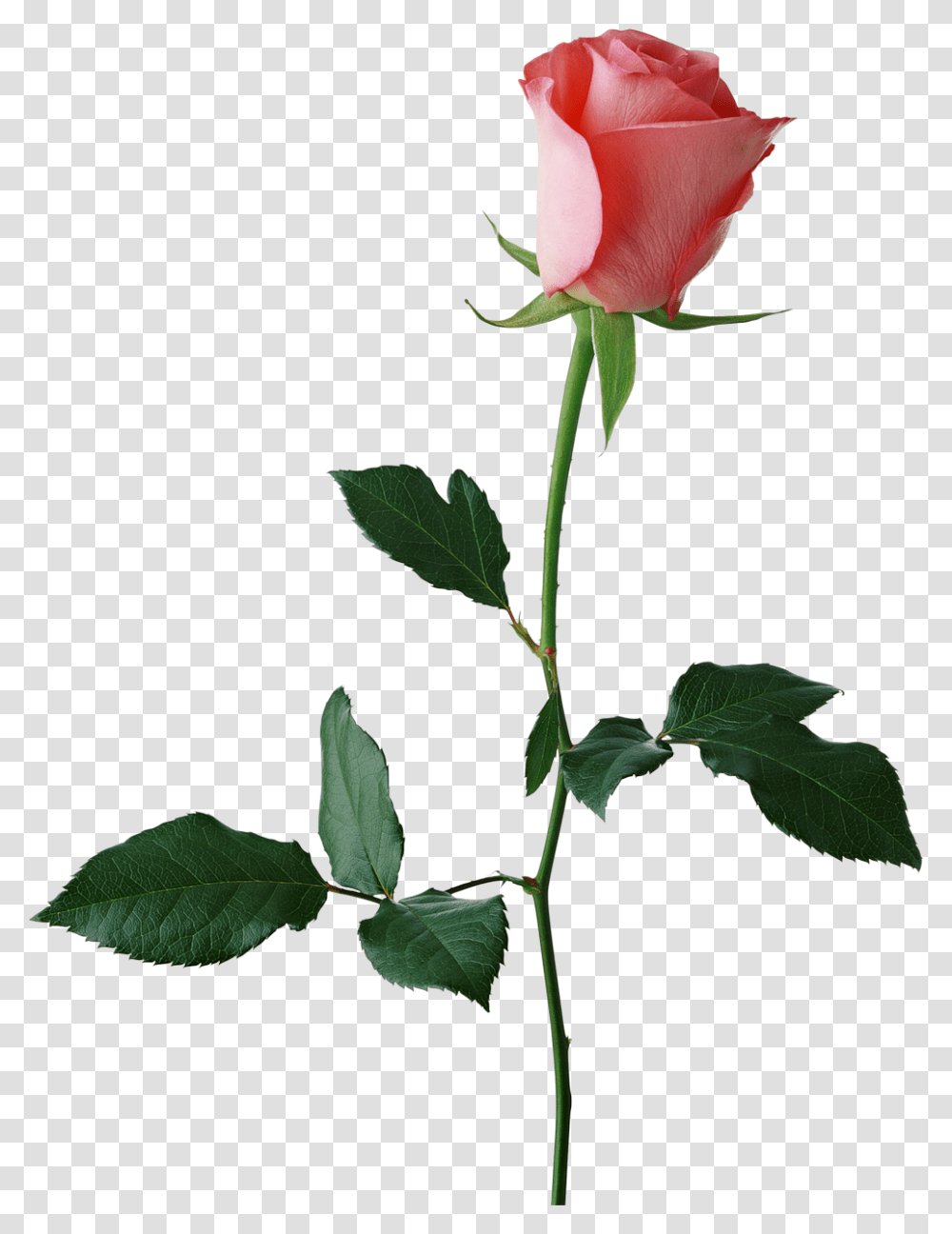 Rose Stem Large Rose Bud Clipart Red Rose Background, Flower, Plant, Blossom, Leaf Transparent Png
