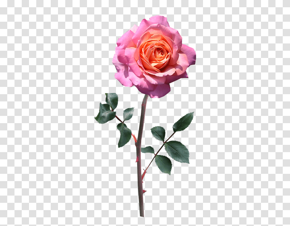 Rose Stem Pink Free Photo On Pixabay Rosa Pixabay, Flower, Plant, Blossom, Acanthaceae Transparent Png