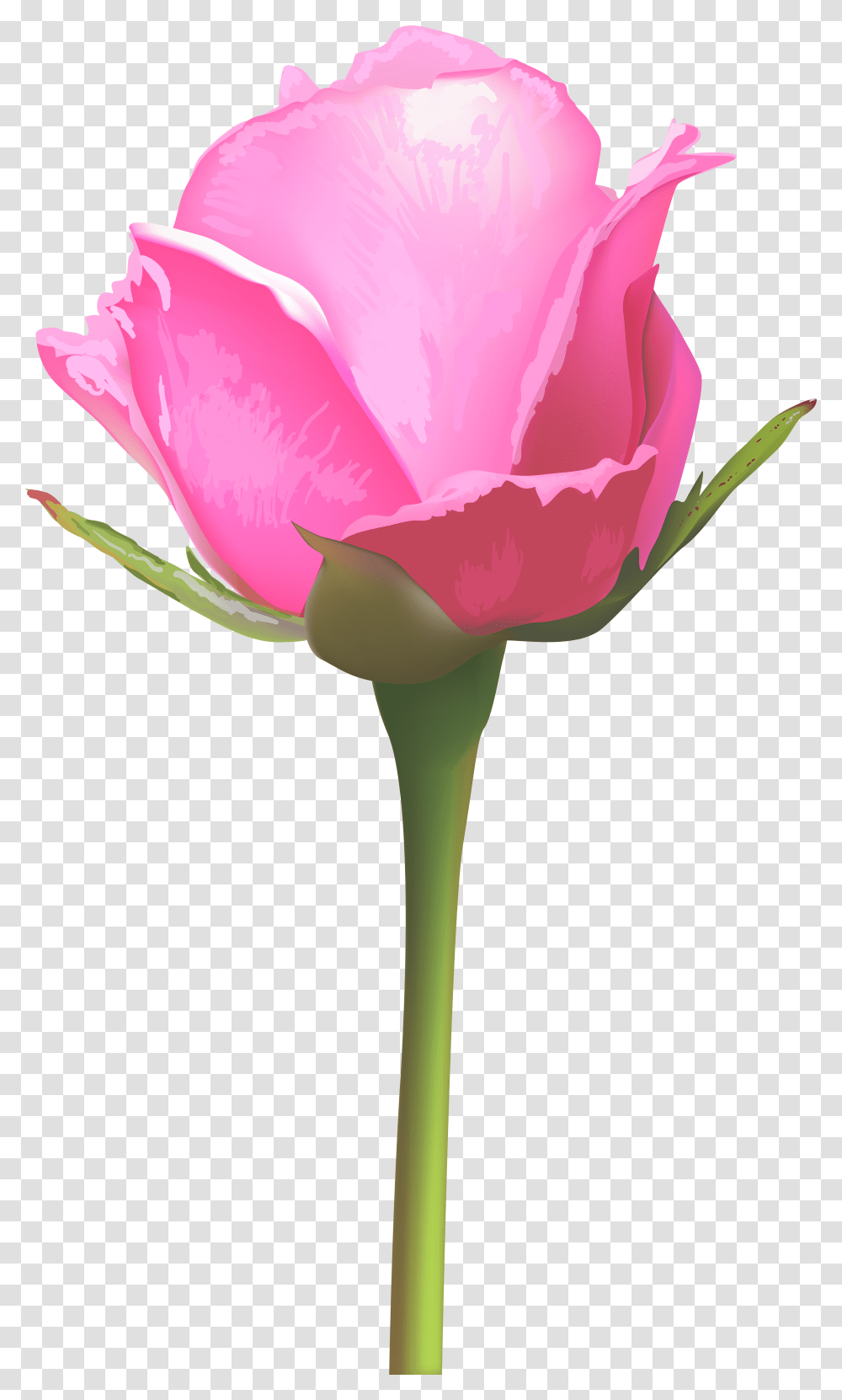 Rose Stem Single Pink Rose Flowers, Plant, Blossom, Petal Transparent Png