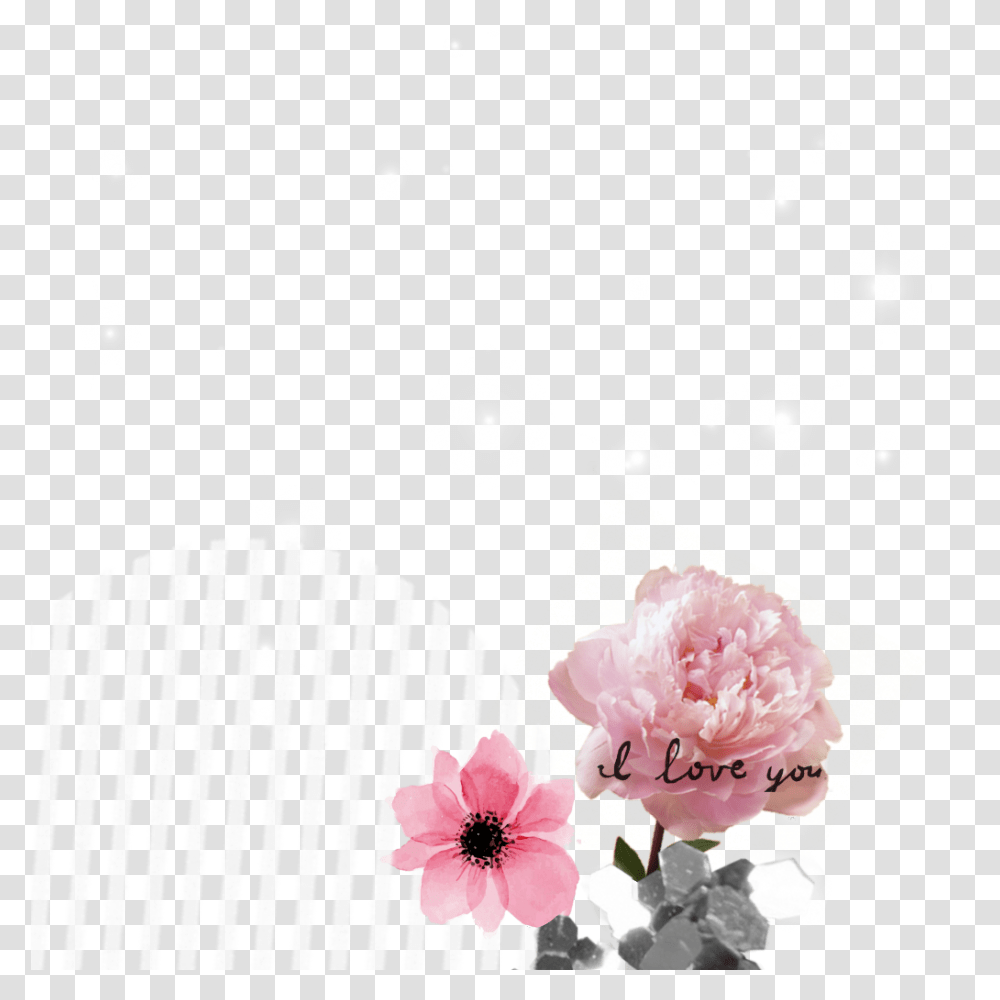 Rose Sticker Peony Flower, Plant, Blossom, Petal, Paper Transparent Png