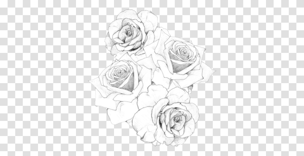 Rose Tattoo, Flower, Plant, Drawing Transparent Png