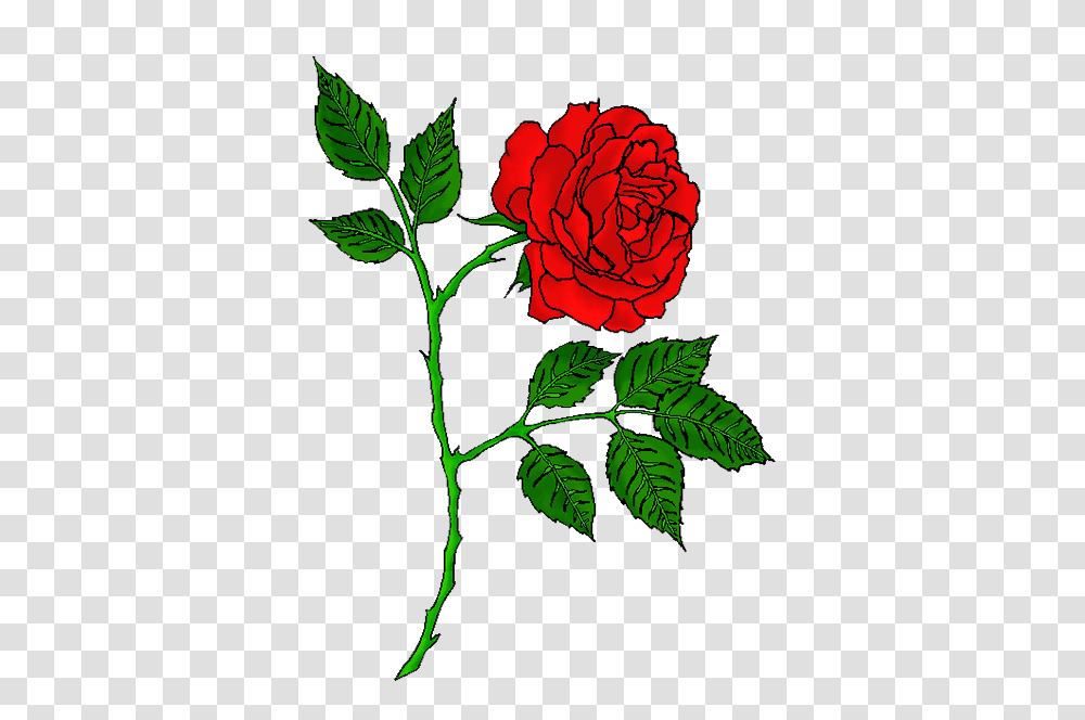 Rose Tattoo Images, Flower, Plant, Blossom, Petal Transparent Png