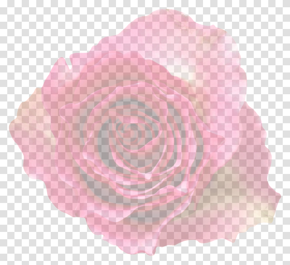 Rose Translucent Translucent Background Of Flowers, Plant, Blossom Transparent Png