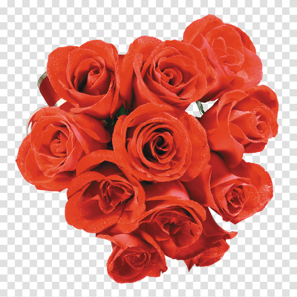 Rose Transparent Png