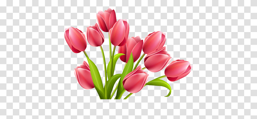 Rose Tulips, Plant, Flower, Blossom, Flower Arrangement Transparent Png