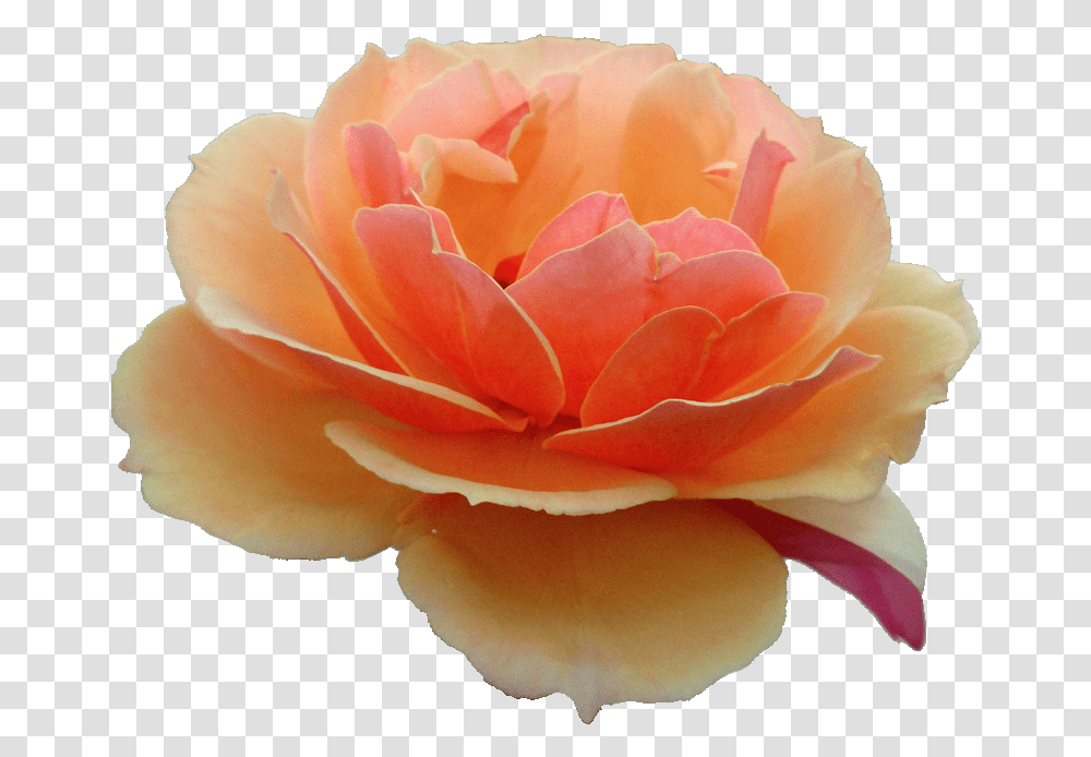 Rose Tumblr Red, Flower, Plant, Blossom, Petal Transparent Png