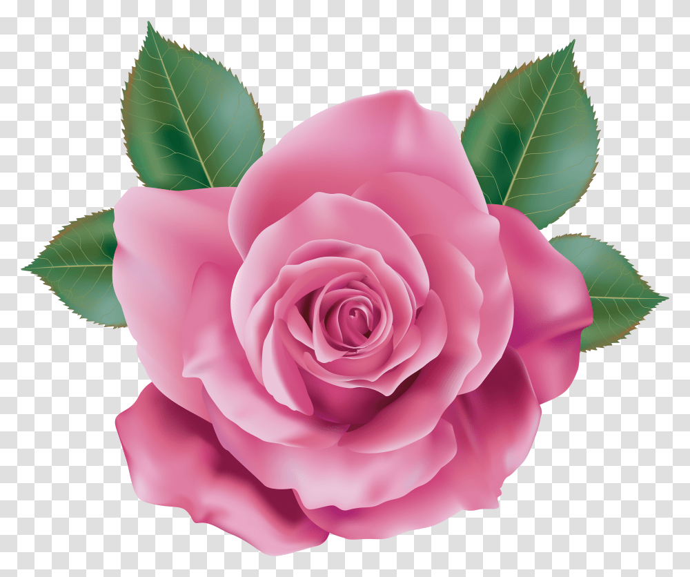 Rose & Clipart Free Download Ywd Pink Rose Transparent Png