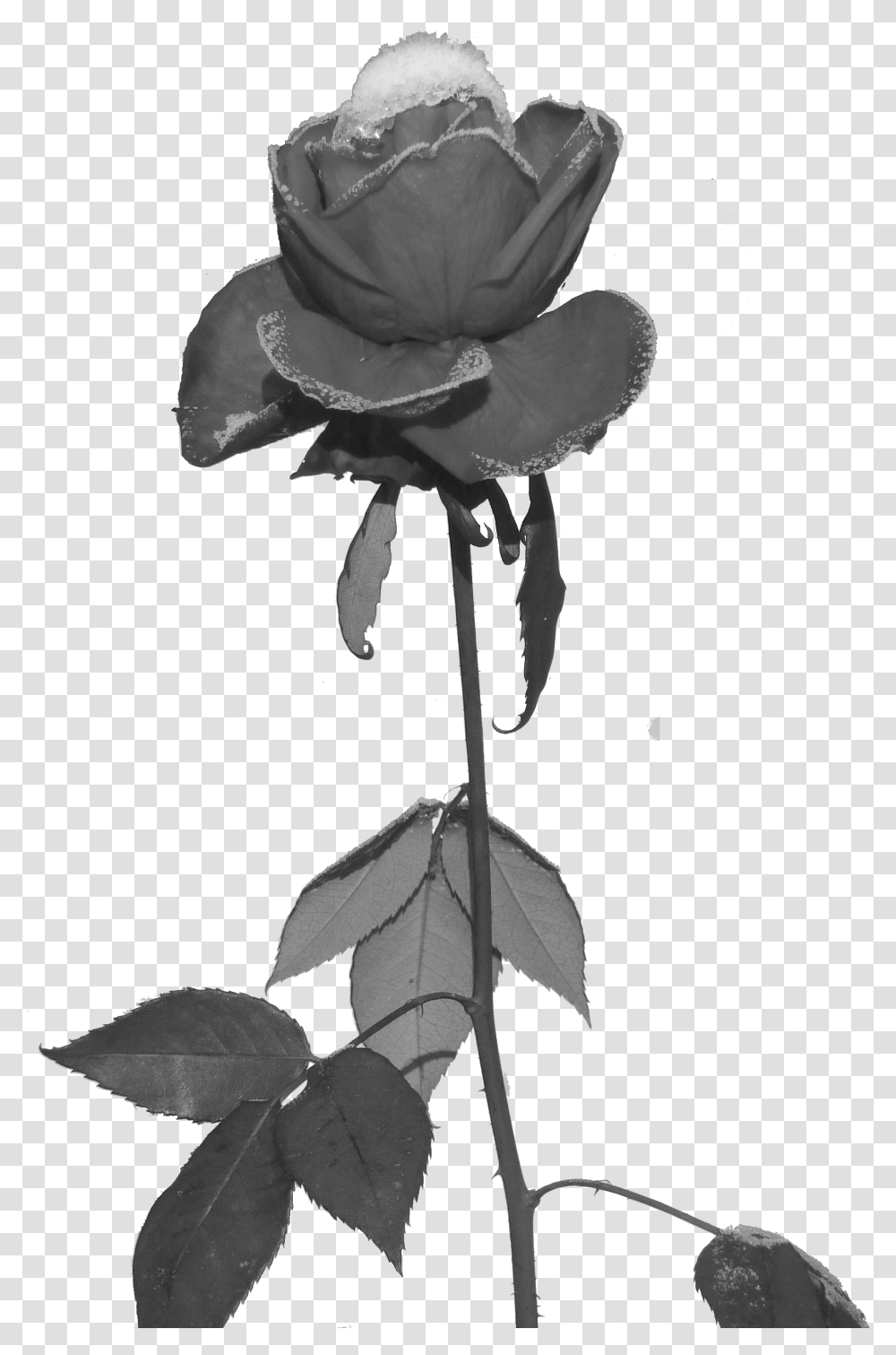 Rose Und Eis Freigestellt Frost Rose Black, Plant, Flower, Blossom, Acanthaceae Transparent Png