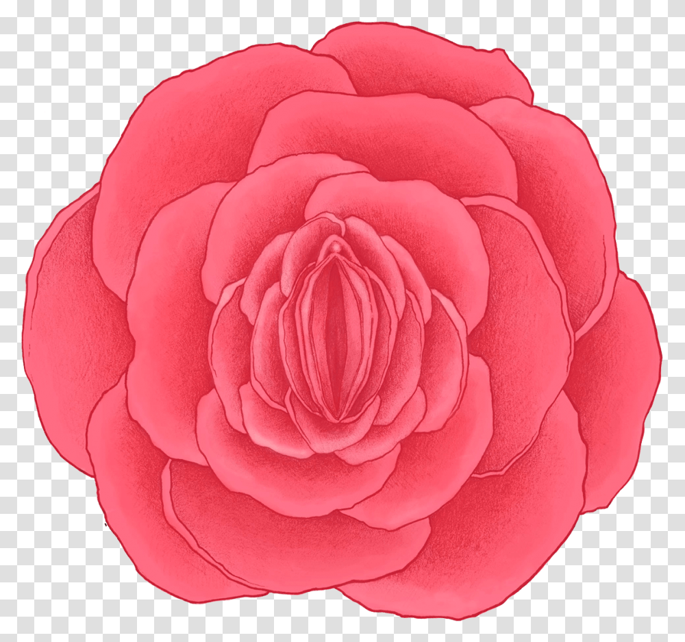 Rose Vagina Flower With Vagina Drawing, Plant, Blossom, Dahlia, Petal Transparent Png