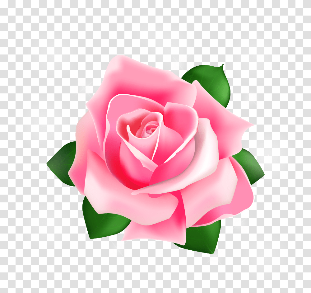 Rose Vector Download Pink Rose Vector, Flower, Plant, Blossom, Petal Transparent Png