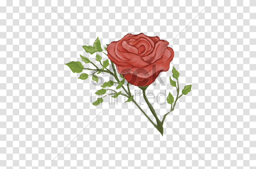 Rose Vector Image, Flower, Plant, Blossom, Petal Transparent Png