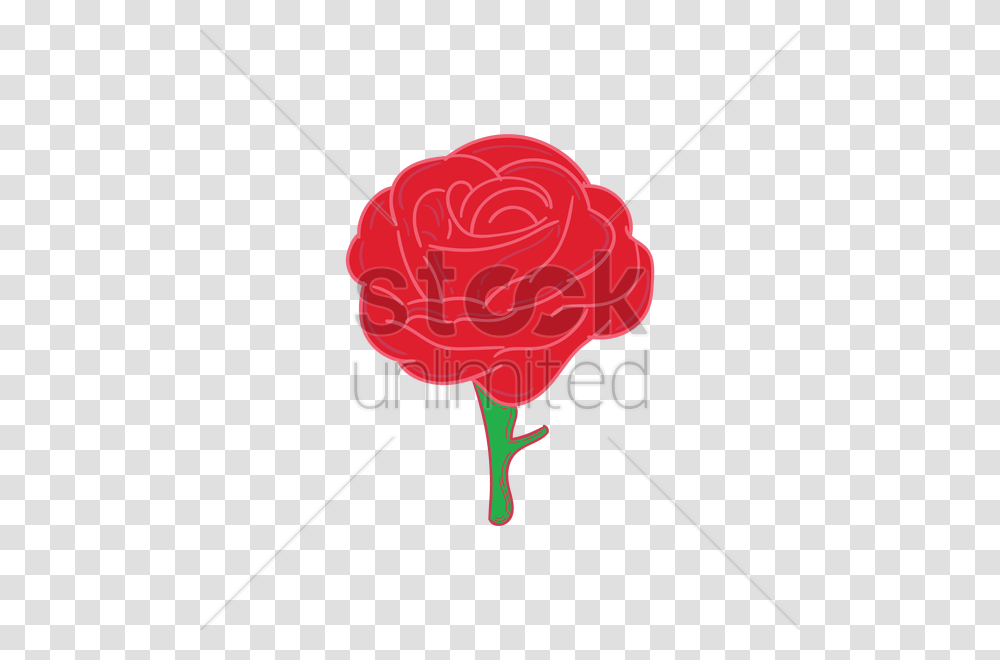 Rose Vector Image, Plant, Flower, Blossom, Carnation Transparent Png