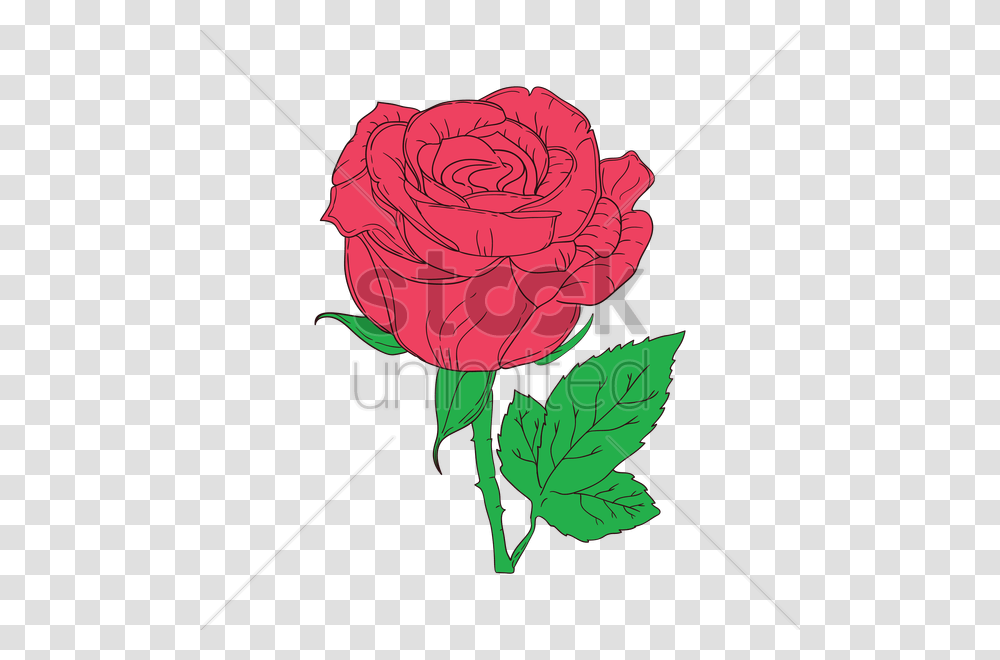 Rose Vector Image, Plant, Flower, Blossom, Carnation Transparent Png