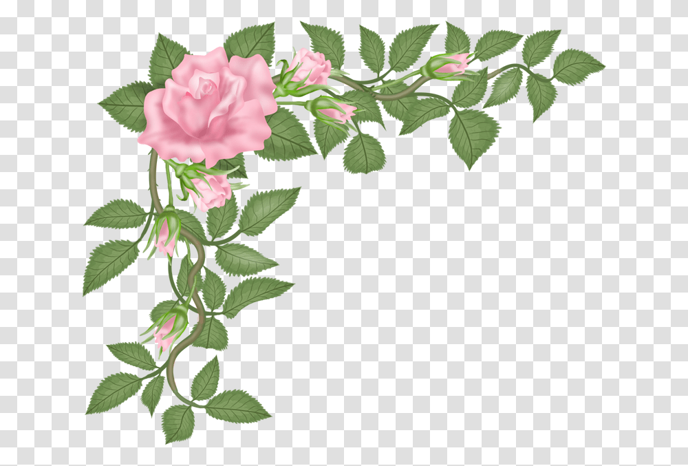 Rose Vector Rose, Plant, Flower, Blossom, Carnation Transparent Png