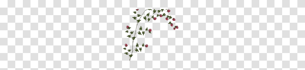 Rose Vine Vector Clipart, Plant, Flower, Grass, Petal Transparent Png
