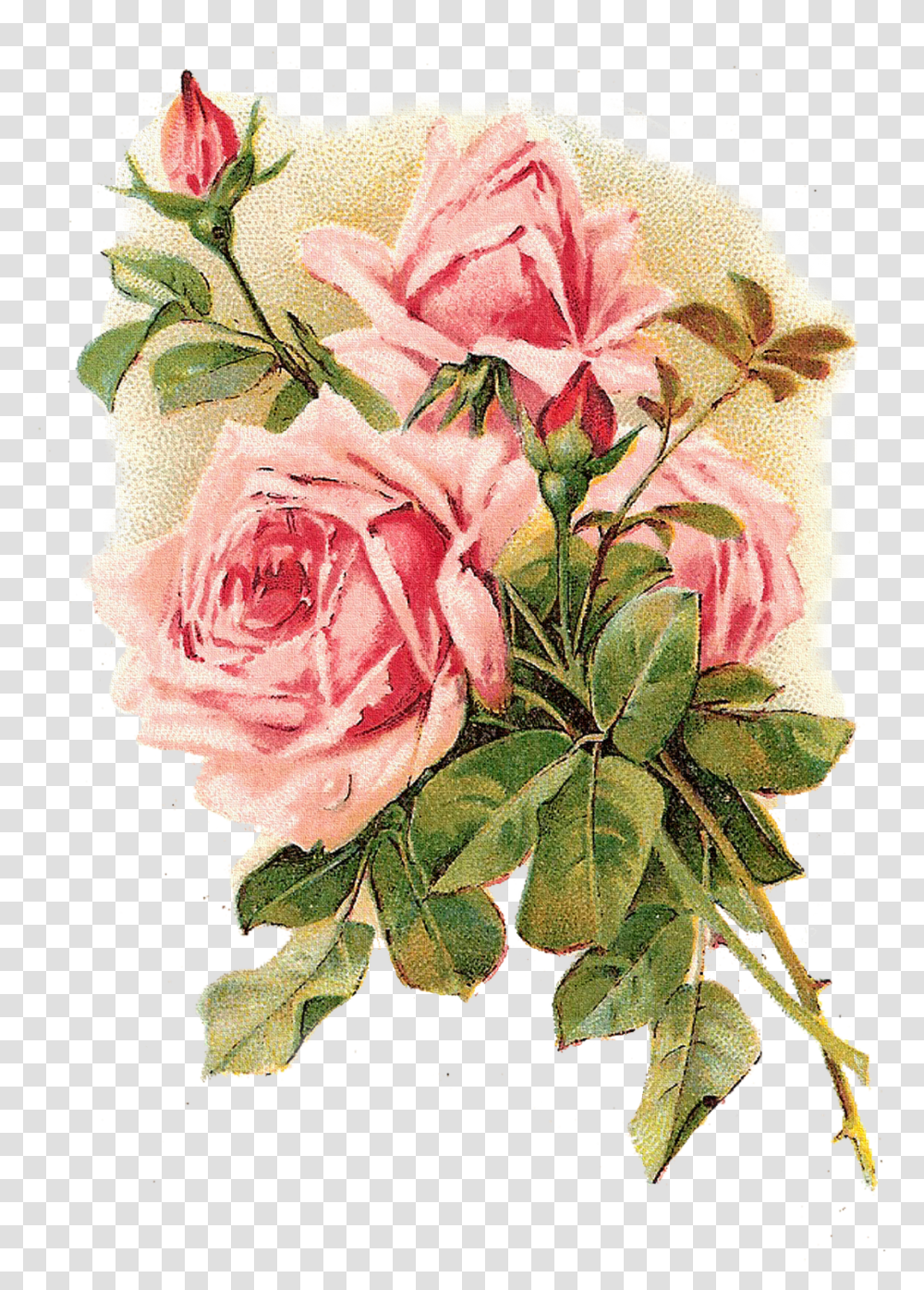 Rose Vintage Clothing Flower Pink Shabby Chic Shabby Chic Vintage Flowers, Plant, Blossom, Flower Arrangement, Flower Bouquet Transparent Png