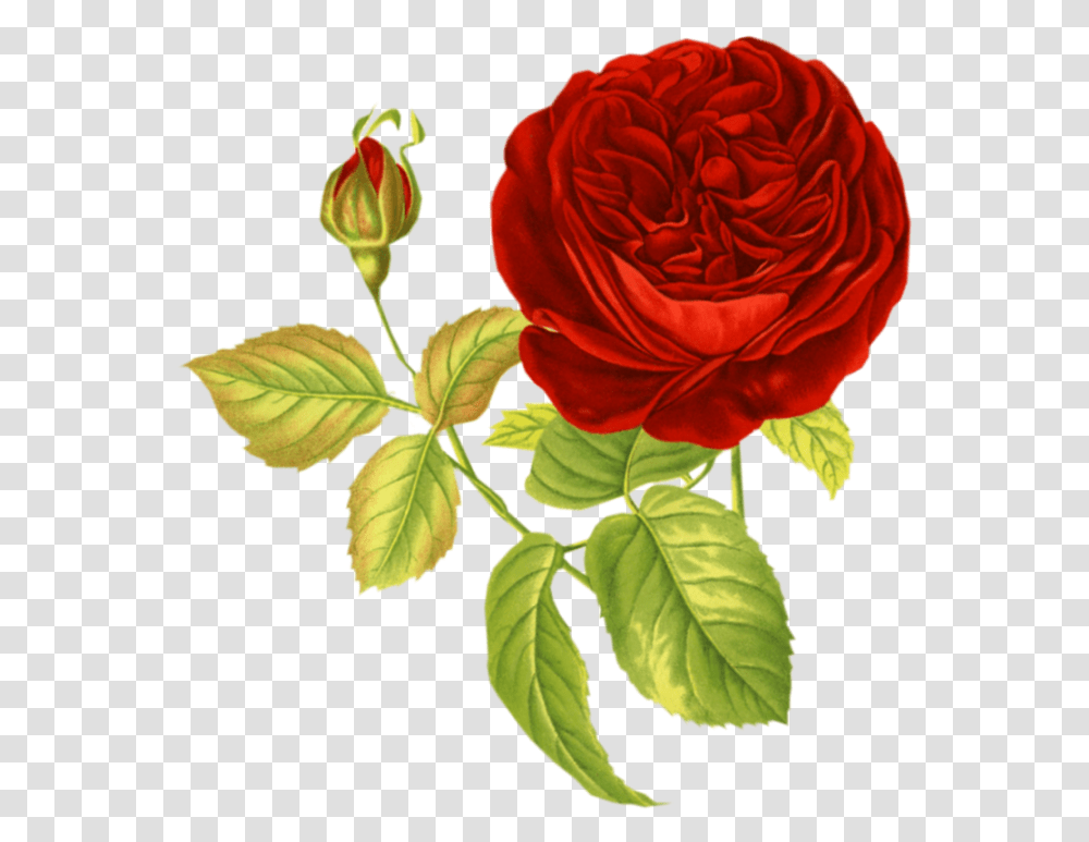 Rose Vintage Flowers For Collage, Plant, Blossom, Petal, Acanthaceae Transparent Png