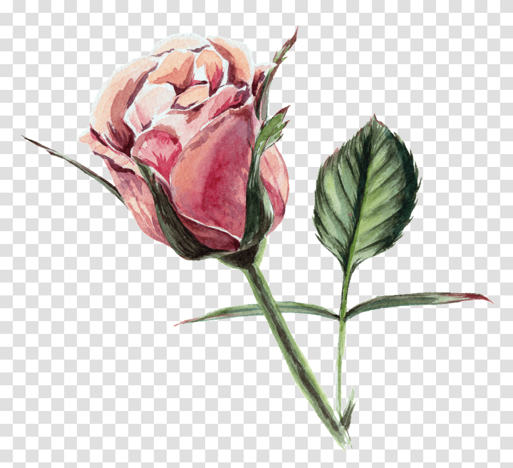 Rose Watercolor Flowers, Plant, Blossom Transparent Png