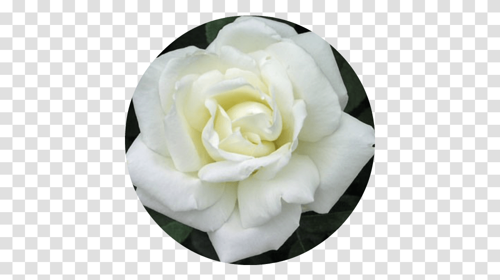 Rose White Absolute White Roses, Flower, Plant, Blossom, Petal Transparent Png