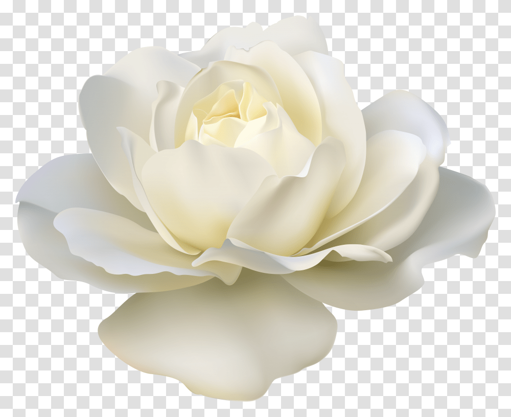 Rose White Flower Transparent Png