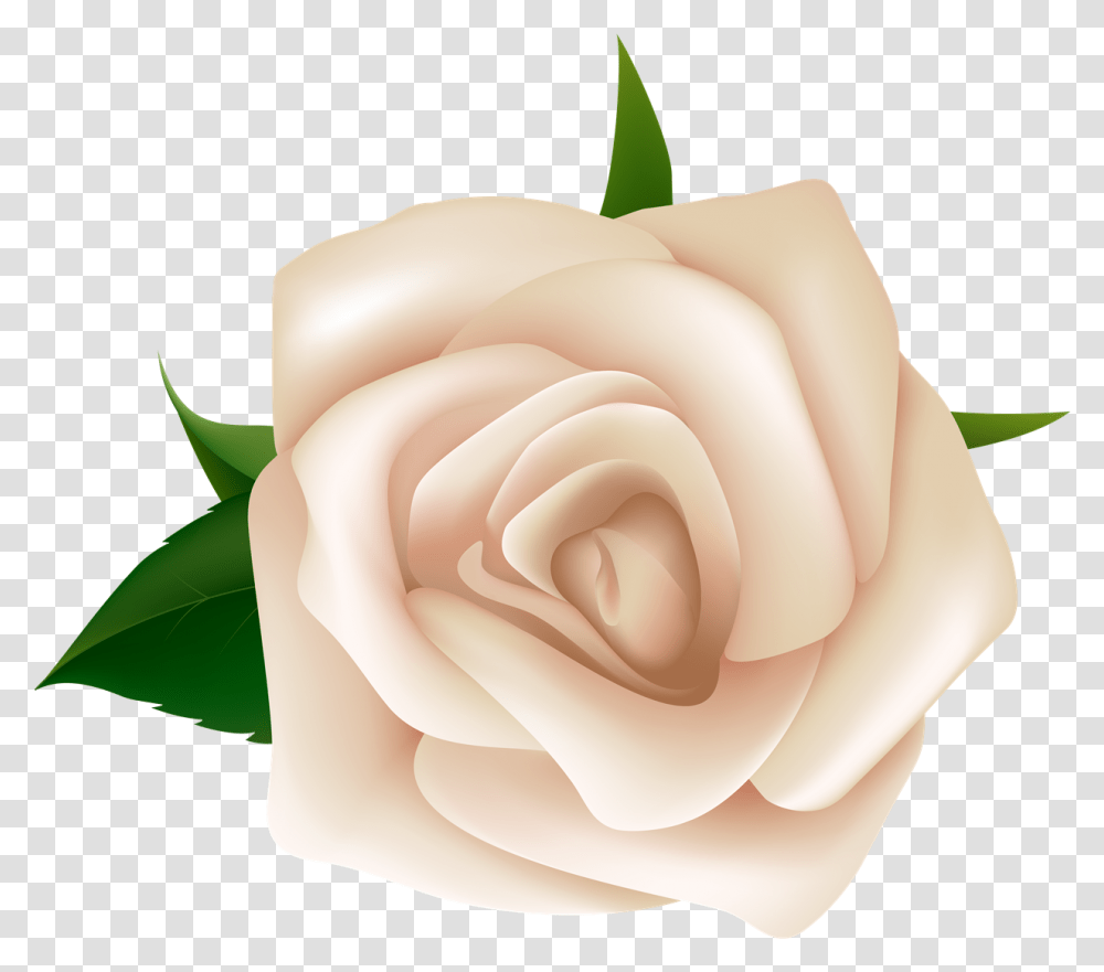 Rose White Rose Clipart, Flower, Plant, Blossom, Petal Transparent Png