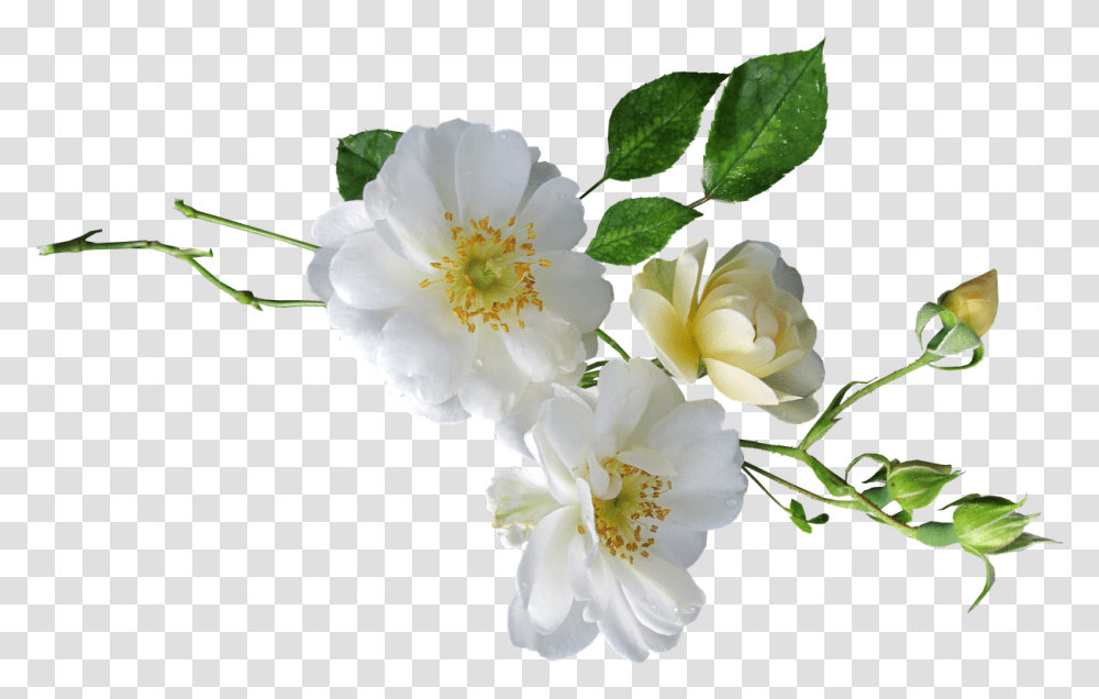 Rose White Single Free Photo White Single Flower, Plant, Blossom, Pollen, Flower Arrangement Transparent Png