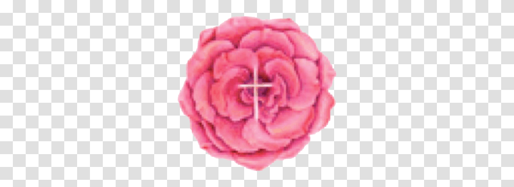 Rose With Cross Clear Background - Sophia Foundation Garden Roses, Plant, Carnation, Flower, Blossom Transparent Png