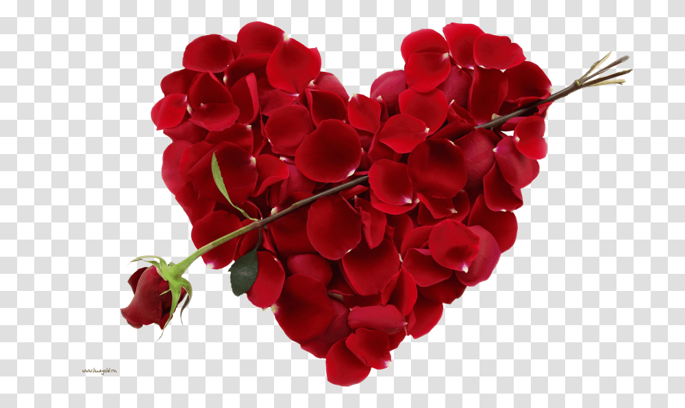 Rose With Heart Images Download New Flower Pic Download, Petal, Plant, Blossom, Geranium Transparent Png