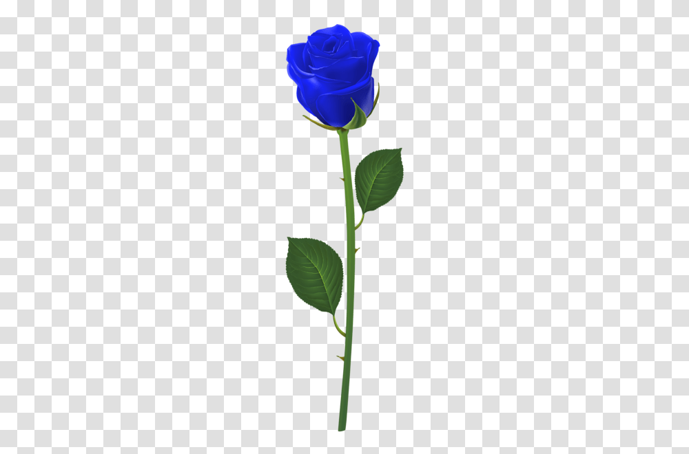 Rose With Stem Blue Clip Art Roses Clip Art, Leaf, Plant, Green, Flower Transparent Png
