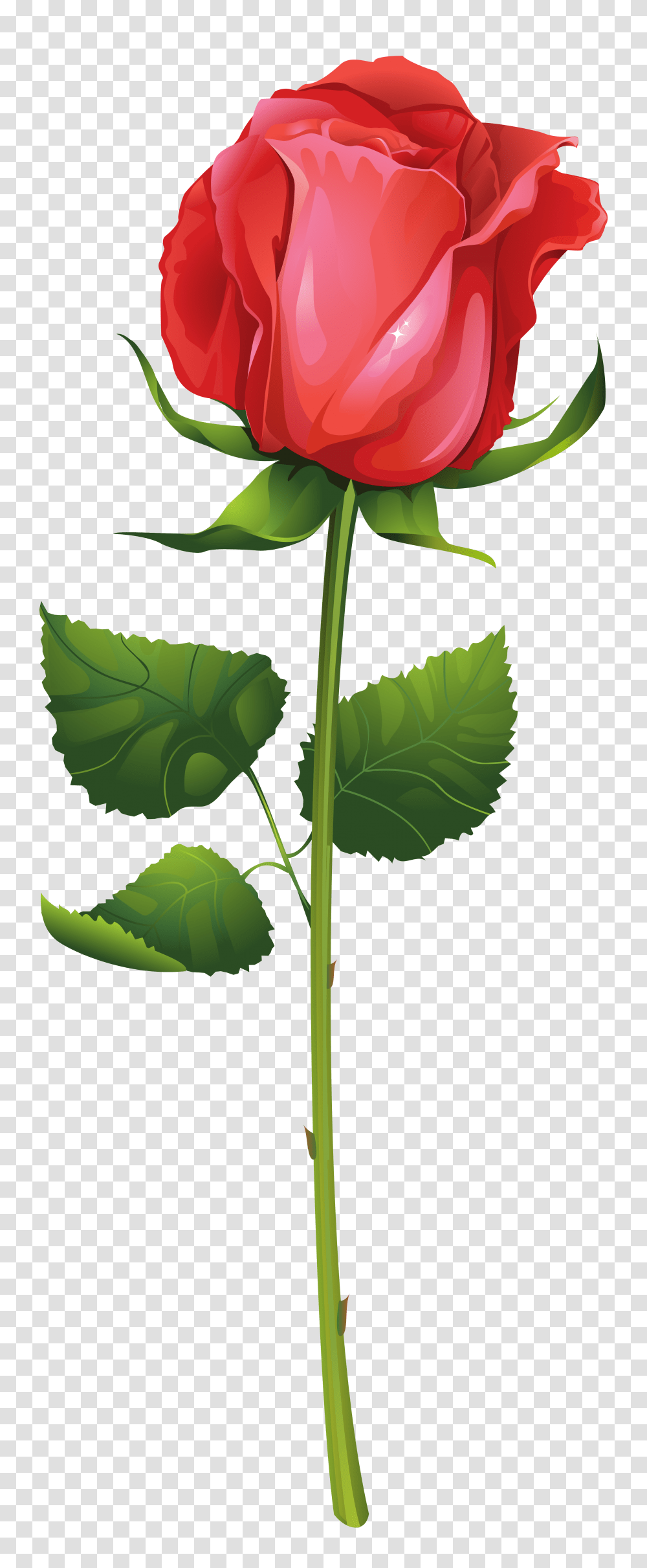 Rose With Stem Clip Art, Plant, Flower, Blossom, Leaf Transparent Png