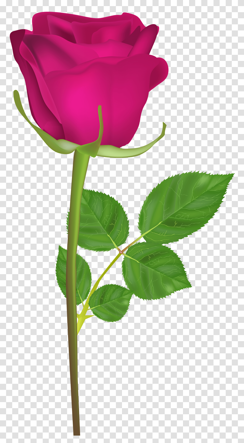 Rose With Stem Pink Clip Art, Plant, Flower, Blossom, Leaf Transparent Png
