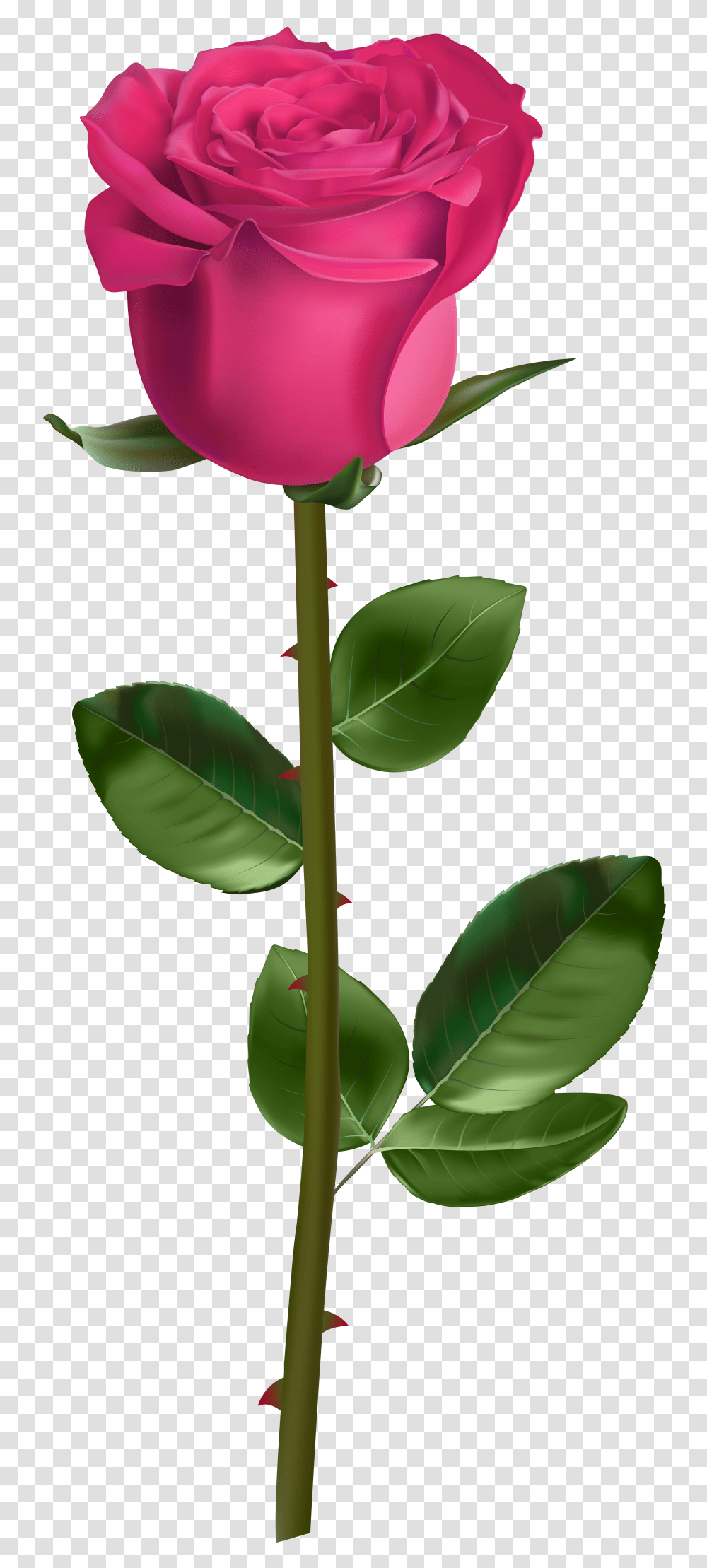 Rose With Stem Pink, Plant, Flower, Blossom, Leaf Transparent Png
