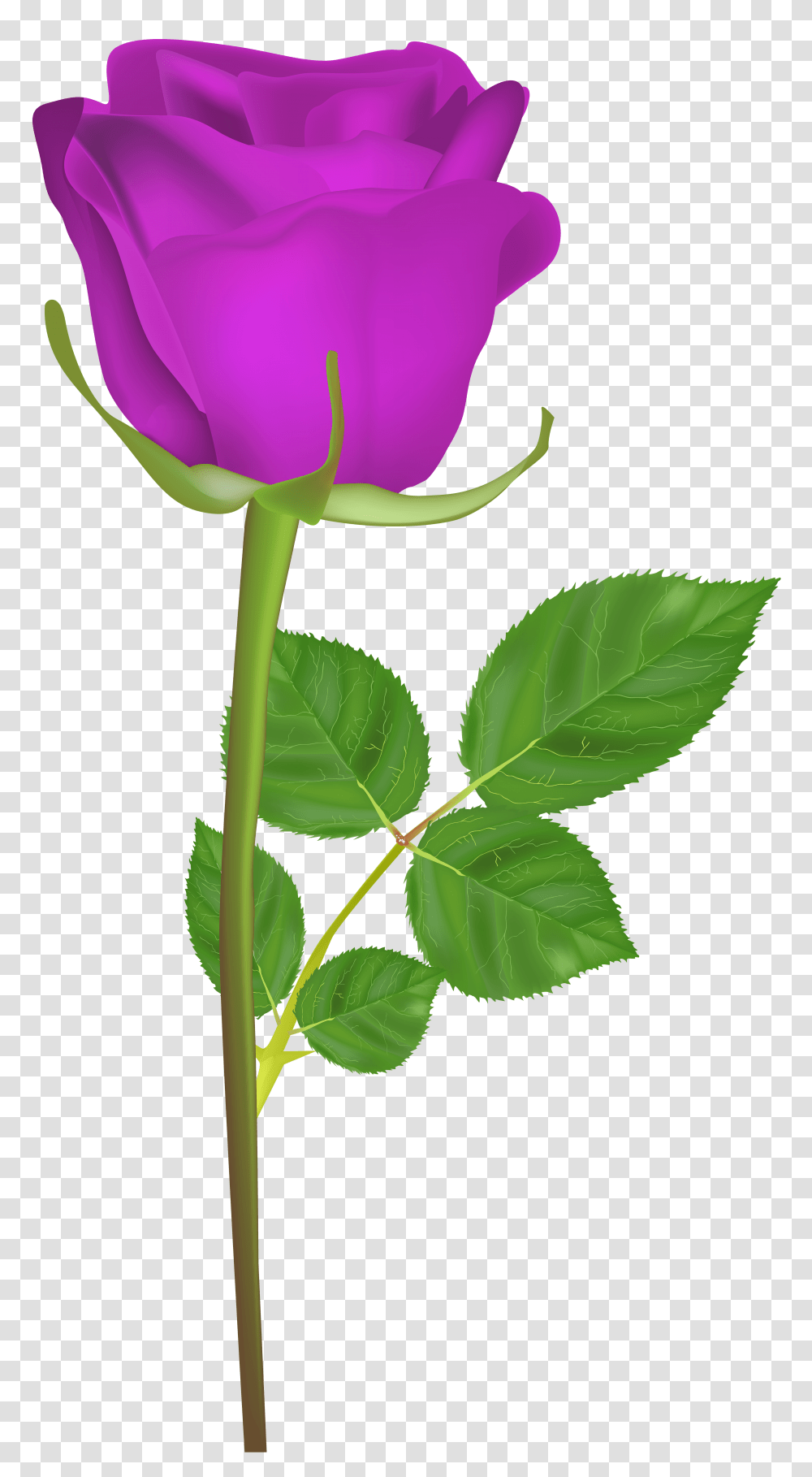 Rose With Stem Purple Clip Art, Plant, Flower, Blossom, Leaf Transparent Png