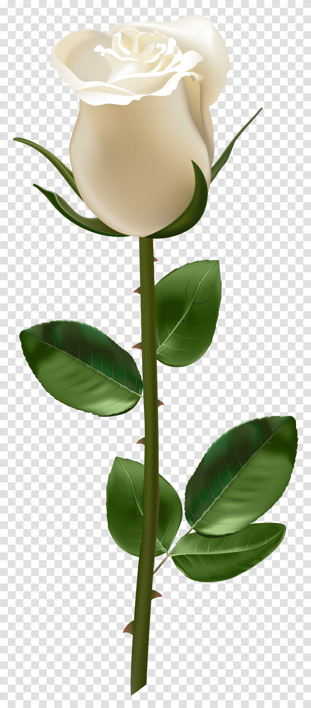 Rose With Stem White, Plant, Leaf, Flower, Blossom Transparent Png