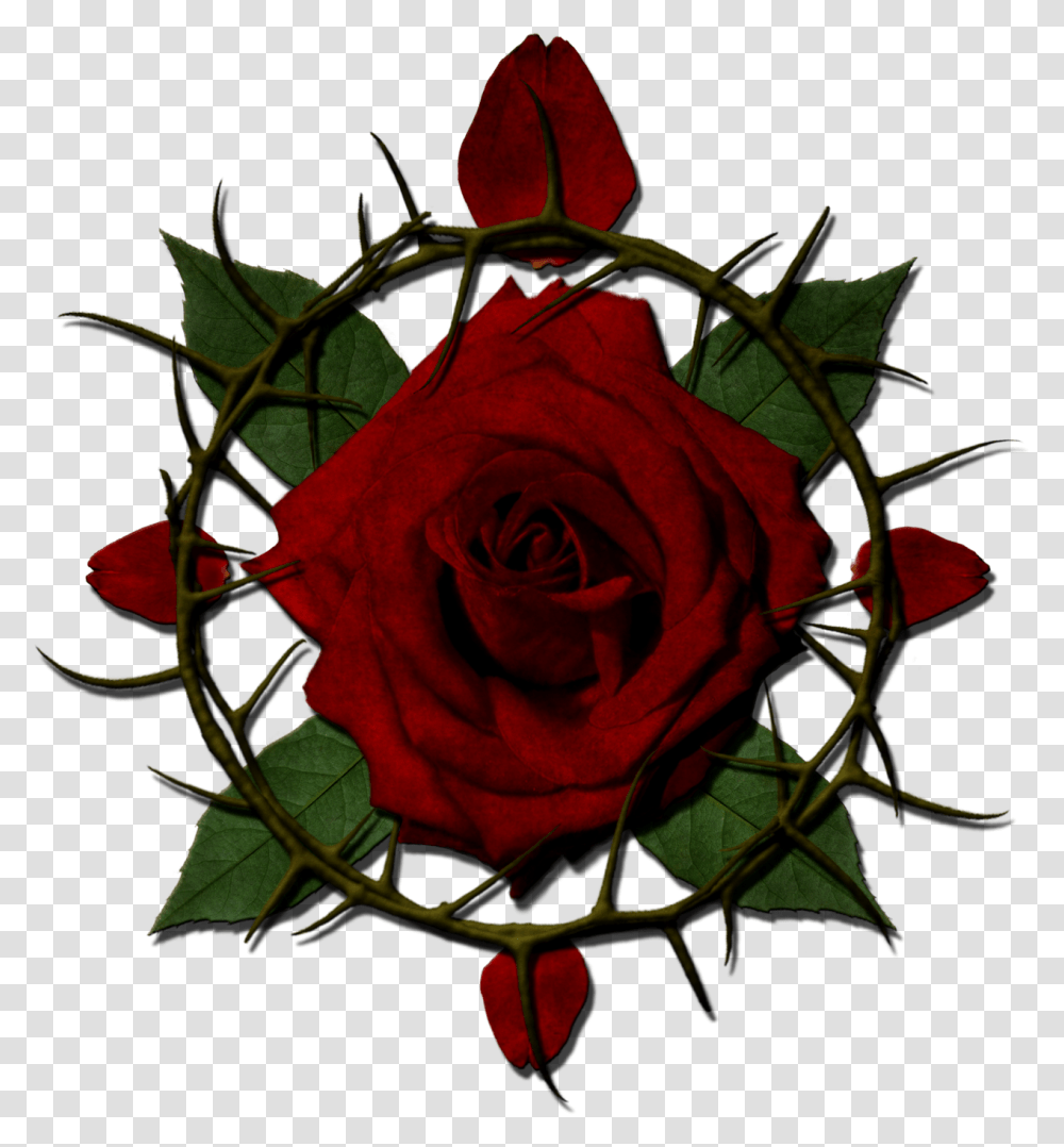 Rose With Thorns Clipart Crown Of Thorns Rose, Flower, Plant, Blossom, Leaf Transparent Png