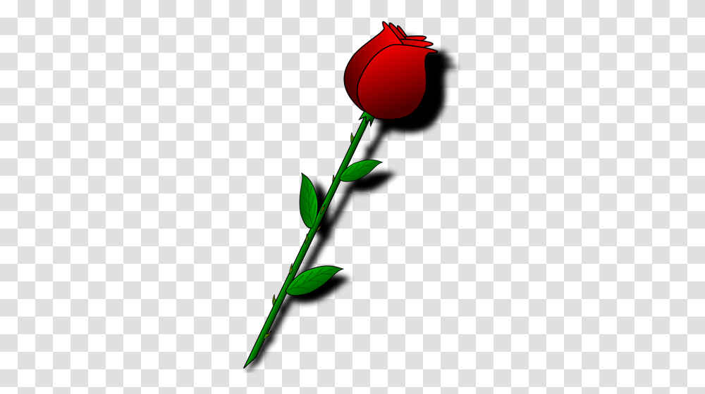 Rose With Thorns, Plant, Flower, Blossom, Peony Transparent Png