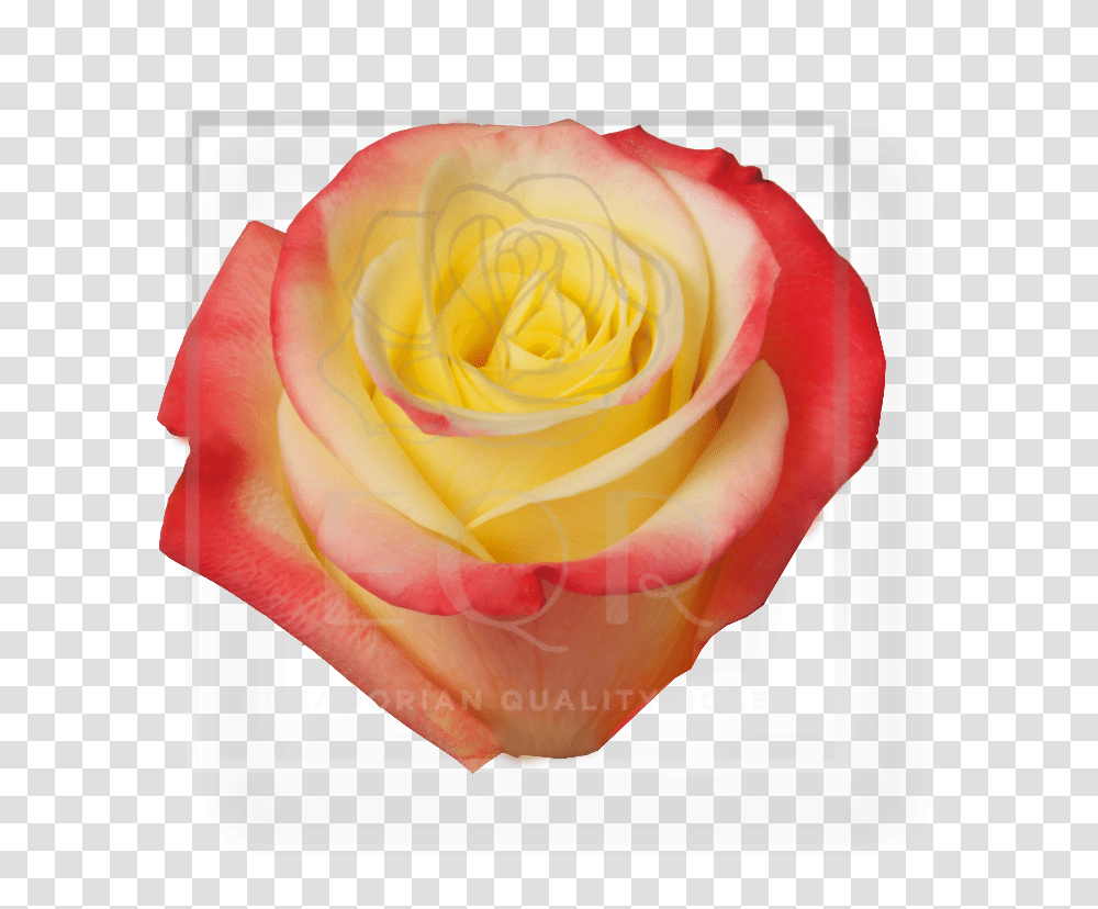 Rose Yellow Bicolor Hot Merengue Cm Qb, Flower, Plant, Blossom, Petal Transparent Png