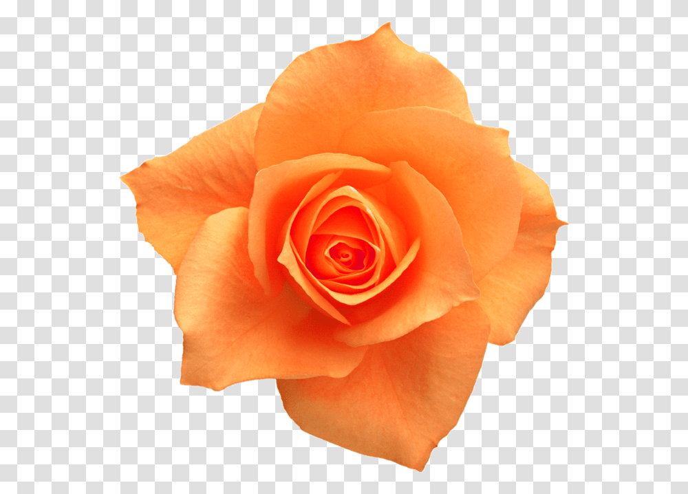 Rose Yellow Flower Clip Art Orange Rose, Plant, Blossom, Petal, Person Transparent Png