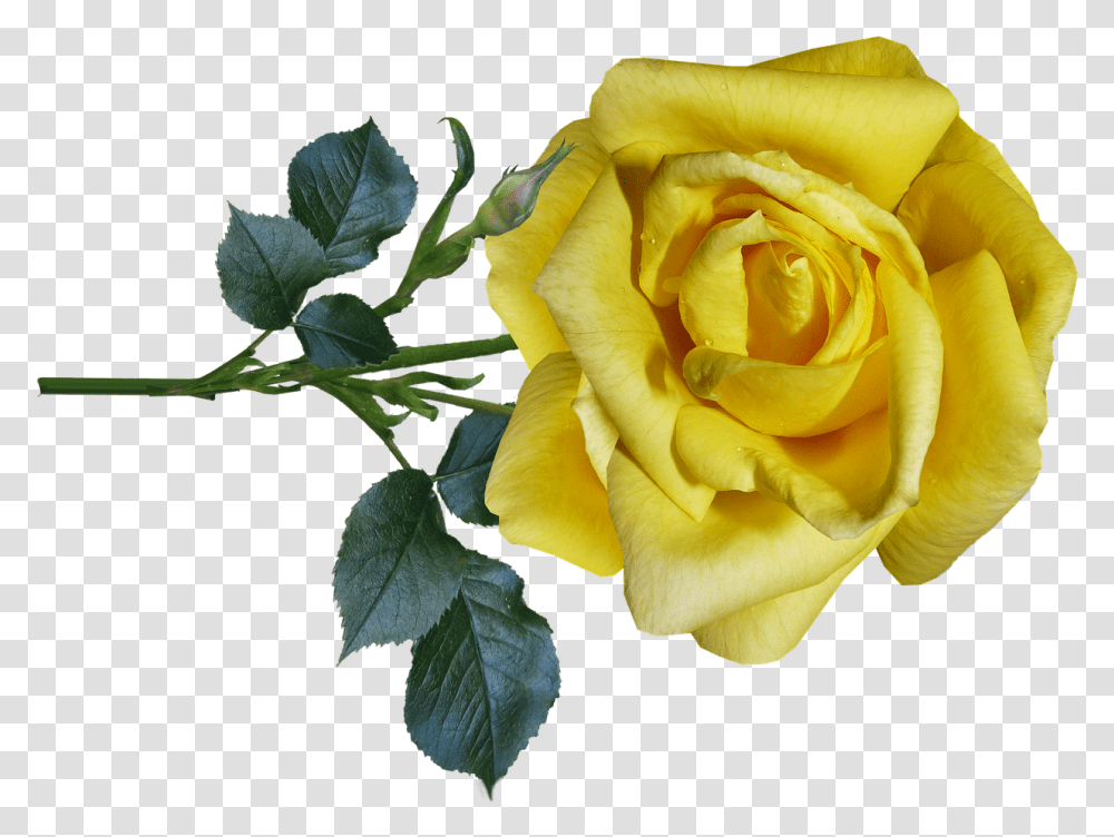 Rose Yellow Flower Free Photo On Pixabay Floribunda, Plant, Blossom, Leaf Transparent Png