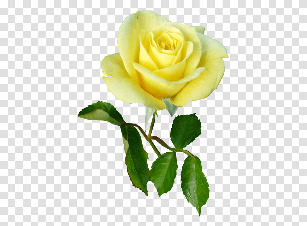 Rose Yellow Single Stem Flower Single Yellow Rose With Stem, Plant, Blossom, Petal, Photography Transparent Png