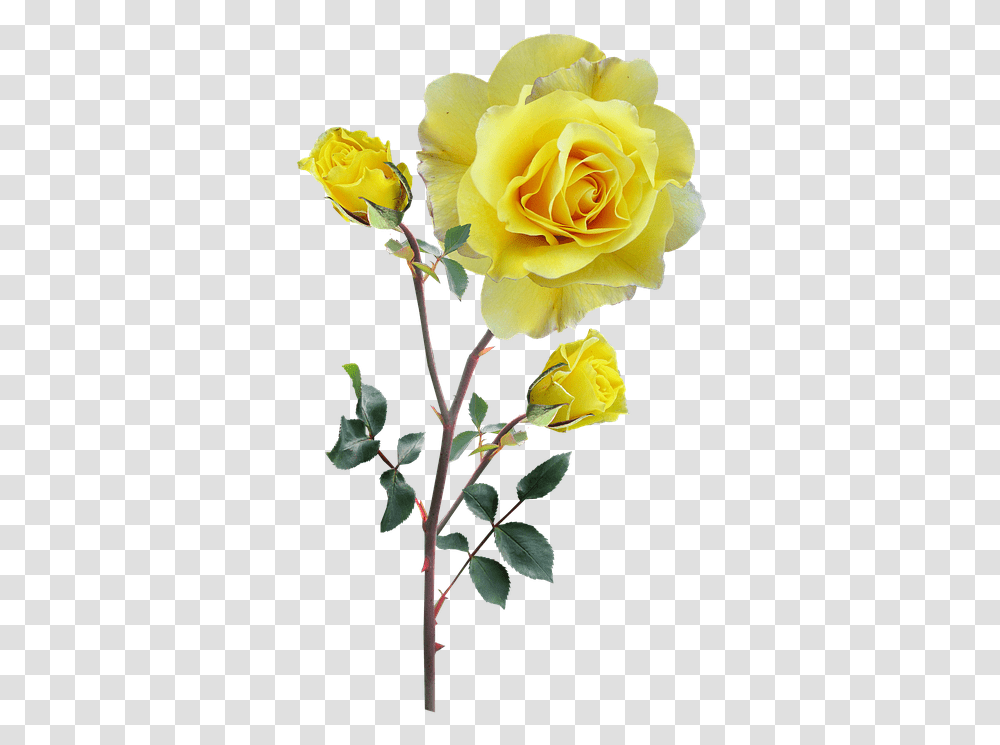 Rose Yellow Stem Buds Yellow Flowers With Stem, Plant, Blossom Transparent Png