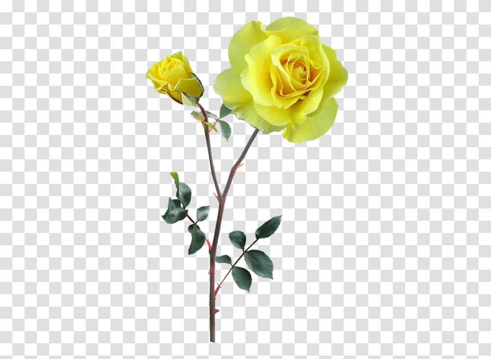 Rose Yellow Stem Flower Flower Stem Yellow Rose With Stem, Plant, Blossom, Acanthaceae, Petal Transparent Png