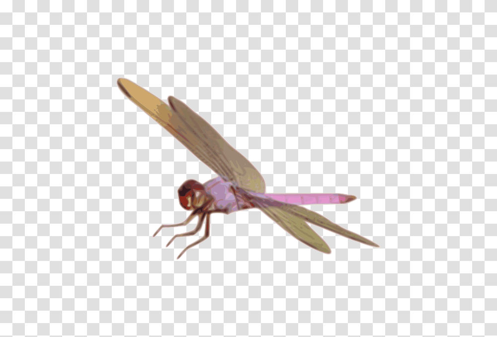 Roseate, Animals, Dragonfly, Insect, Invertebrate Transparent Png