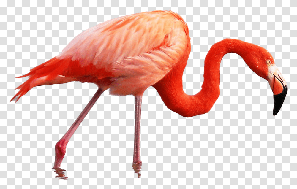 Roseate Spoonbill Vs Pink Flamingo, Bird, Animal, Beak Transparent Png
