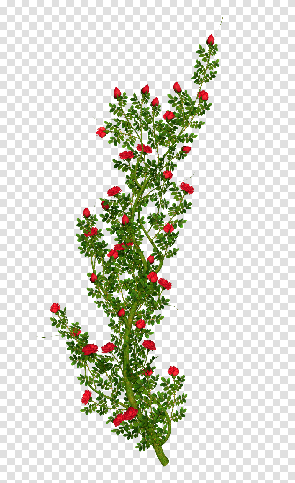 Rosebush, Plant, Leaf, Christmas Tree, Ornament Transparent Png