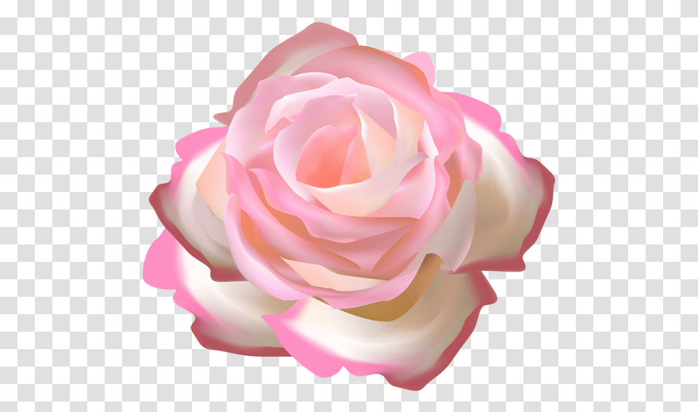 Rosebush Rosas Color Rosa, Flower, Plant, Blossom, Petal Transparent Png