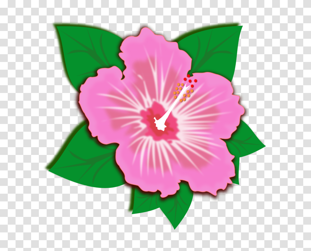 Rosemallows Flower Morning Glory Petal Green, Plant, Hibiscus, Blossom, Anther Transparent Png